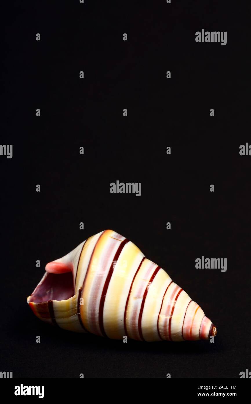 California Soldier Shell isolated on a black background with space for copy Stock Photo