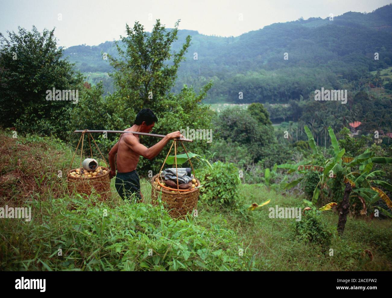 Myristica fragrans. Harvesting nutmeg fruit Peneng malaysia Stock Photo