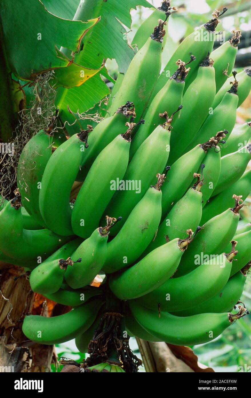Musa 'Dwarf Cavendish'. Banana Plantain close up of edible fruit
