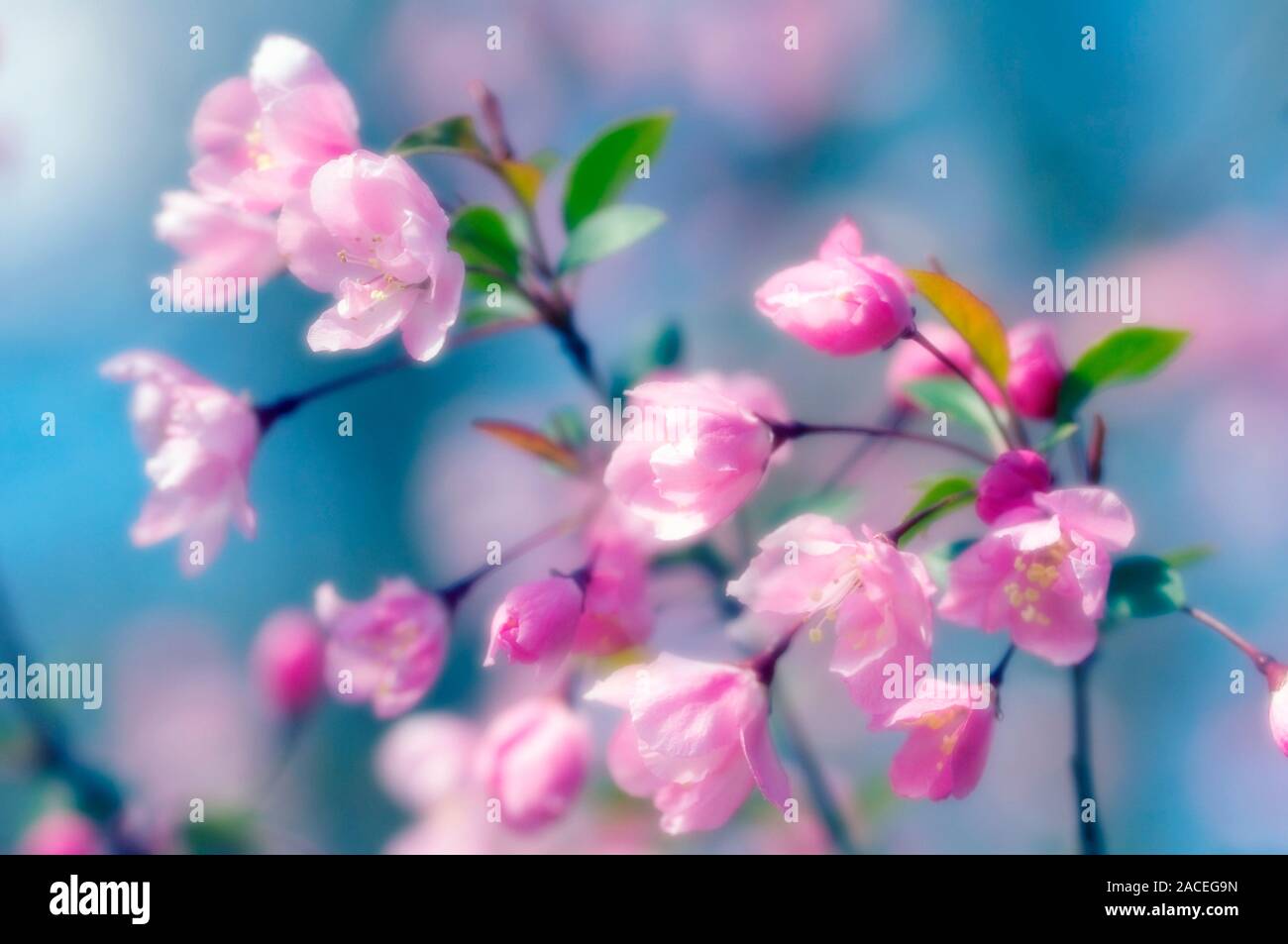 Garland crab apple blossom (Malus coronaria). Photographed in March