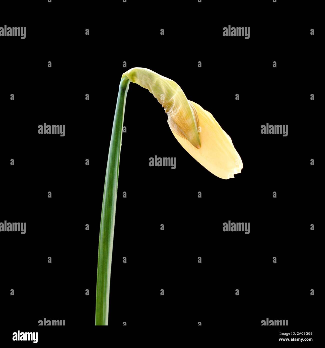 Narcissus (daffodil) flower opening sequence. Part 1 of 6 Stock Photo Alamy