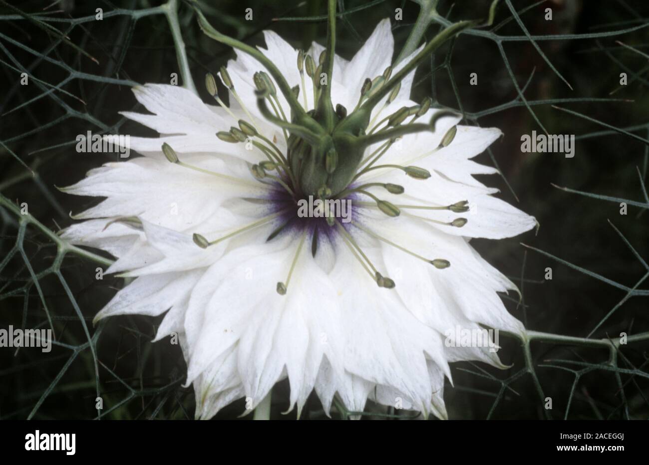 Nigella damacena 'Miss Jekyll White' Stock Photo Alamy