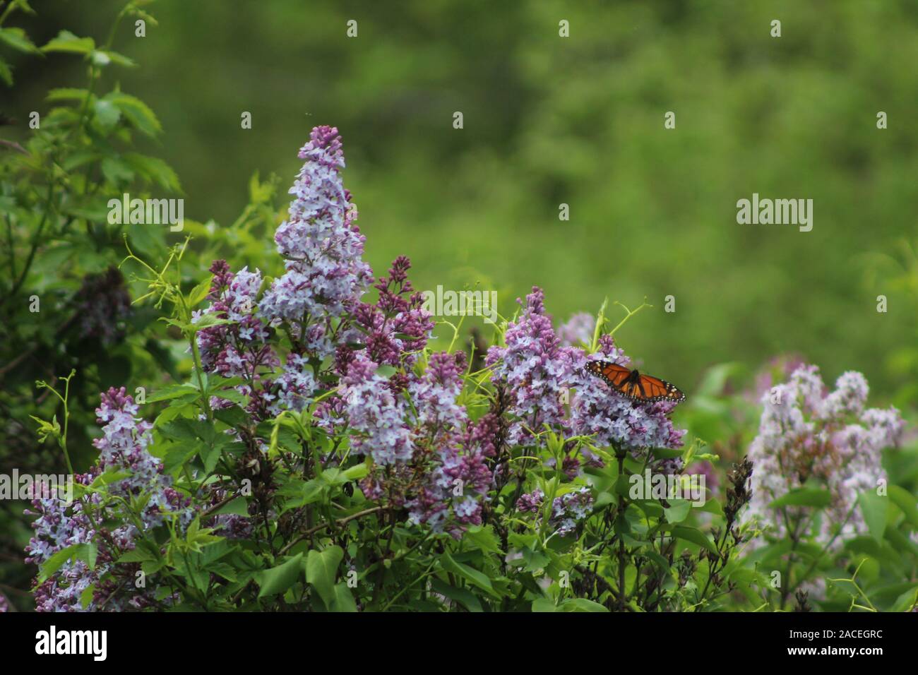 Monarch Butterfly on a lilac bush on a warm summers day Stock Photo