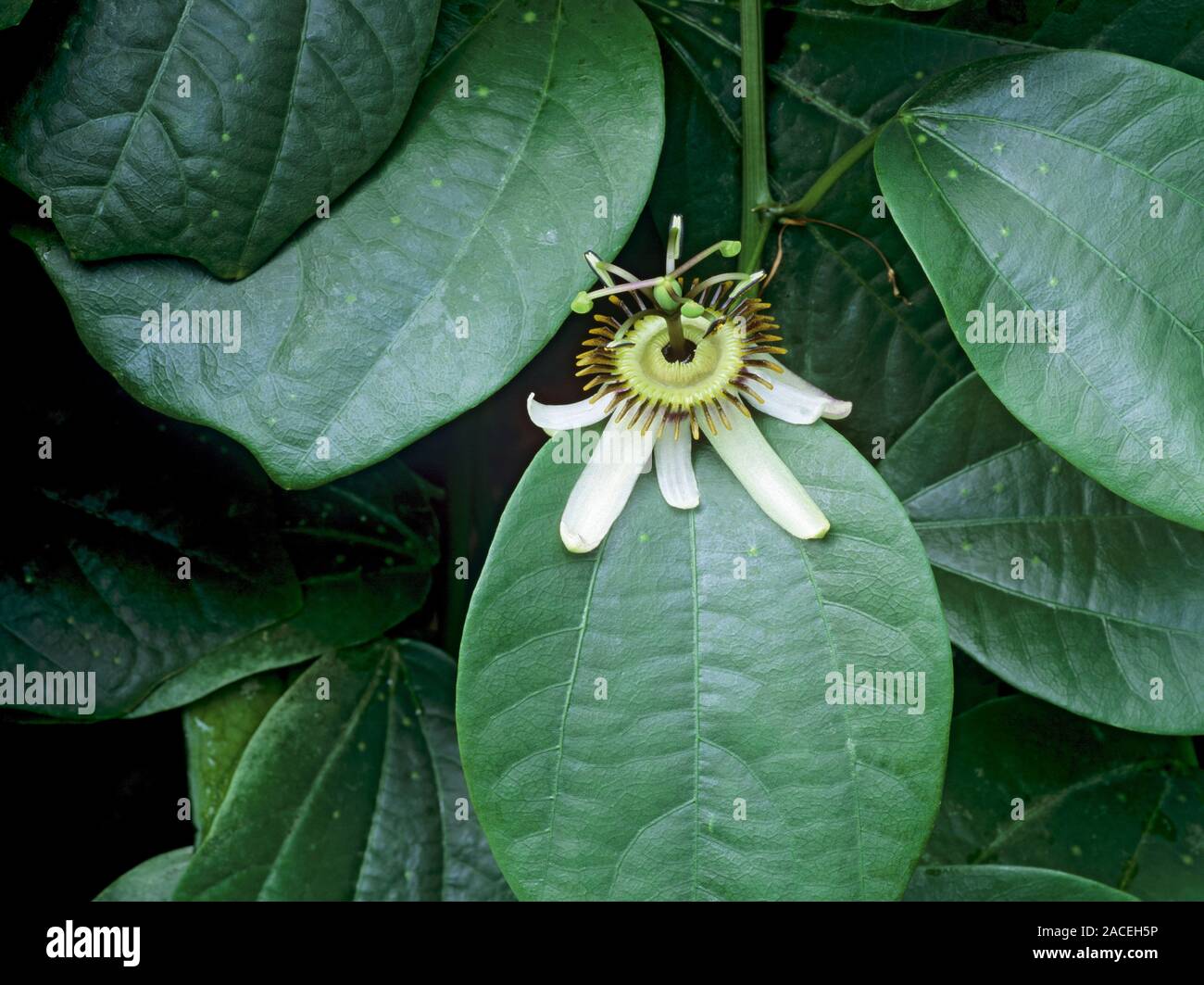 Passiflora helleri Stock Photo