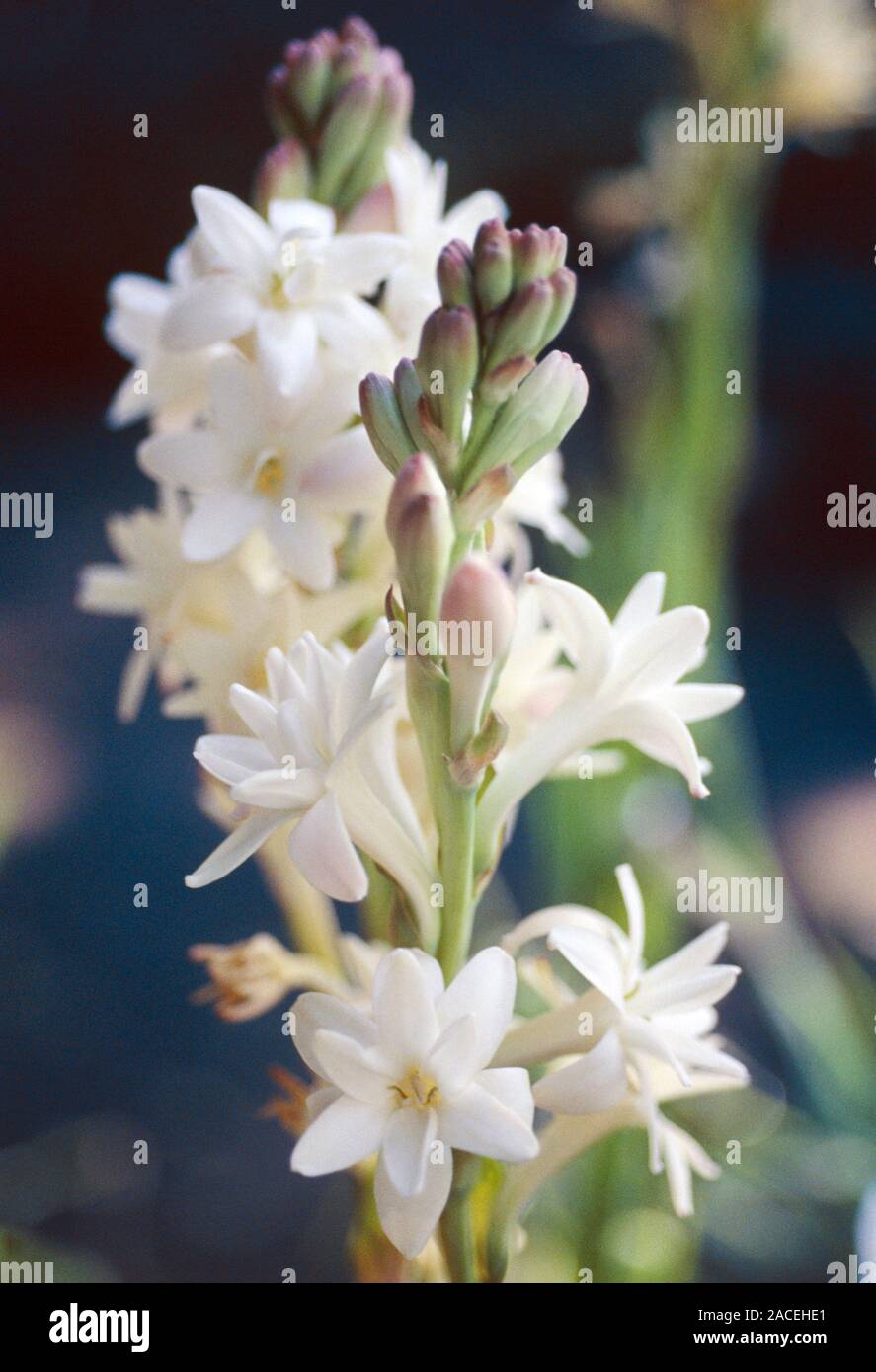 The Tuberose's Cage