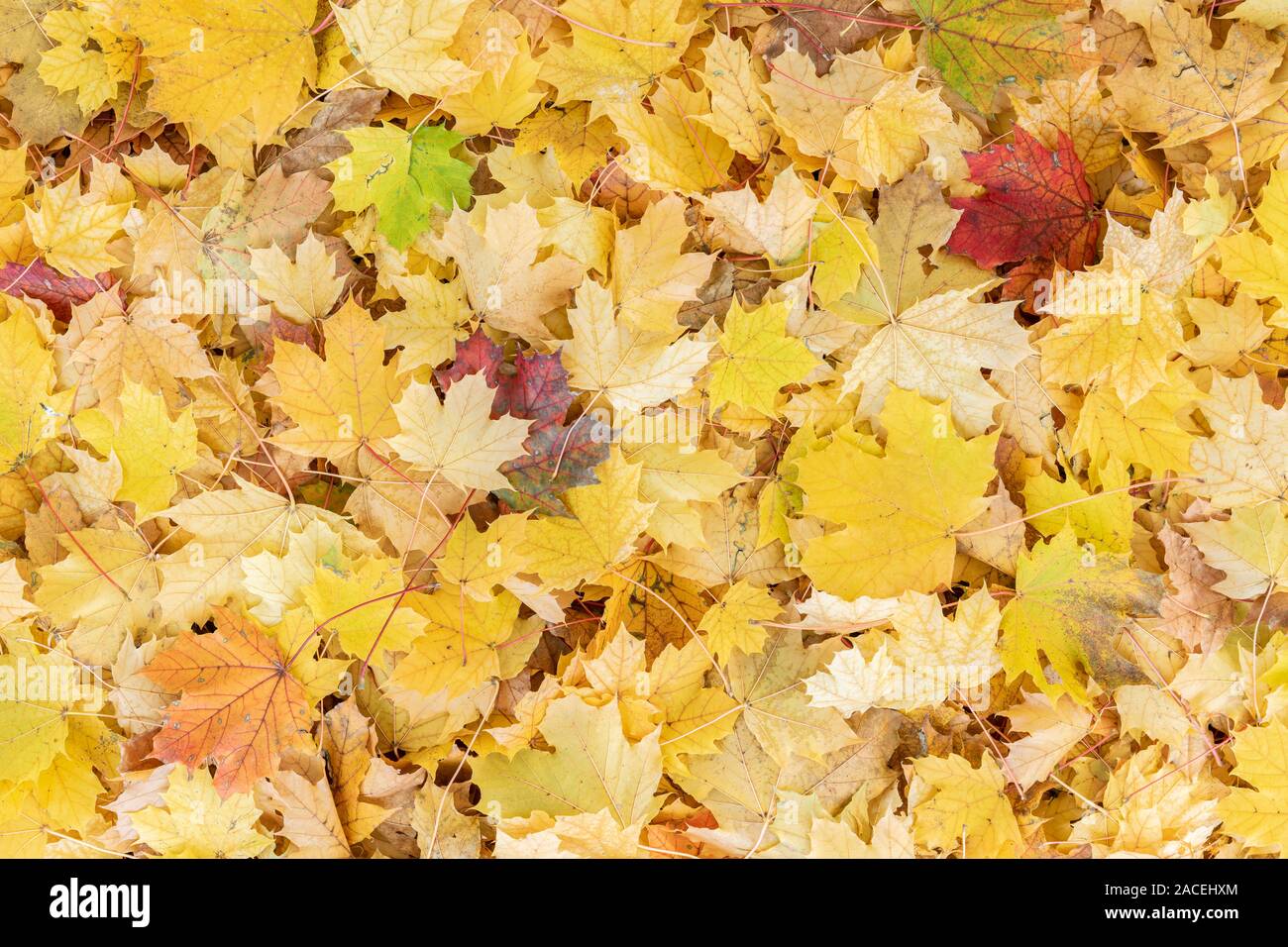 Sugar maple forest hi-res stock photography and images - Alamy