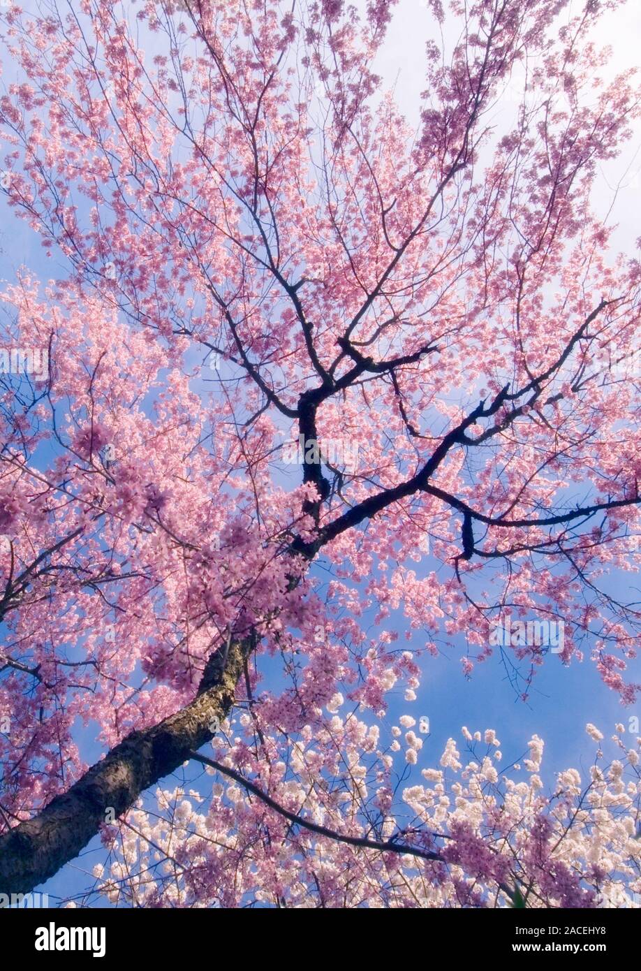 Yoshino cherry (Prunus x yedoensis) tree with blossoms. This tree is