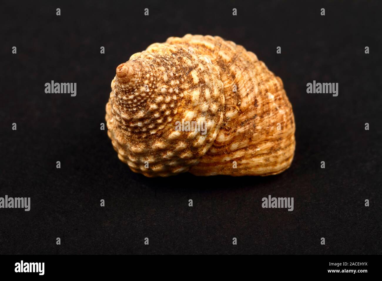 Snail Shell Rock Rock snail sea shell hi-res stock photography and images - Alamy