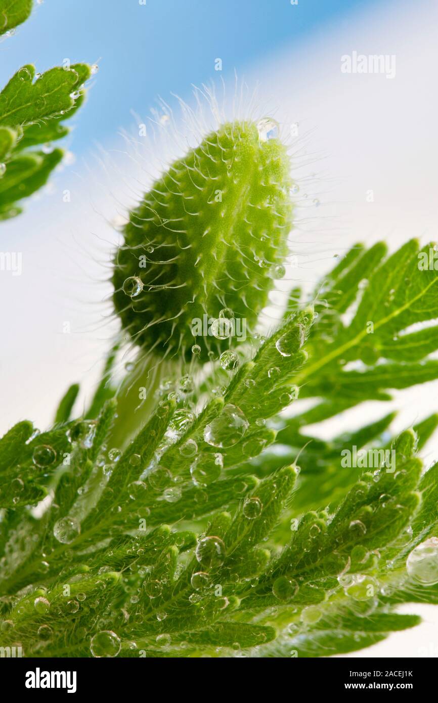 Rough poppy bud (Papaver hybridum). This a common wildflower of roadsides and disturbed ground. Stock Photo