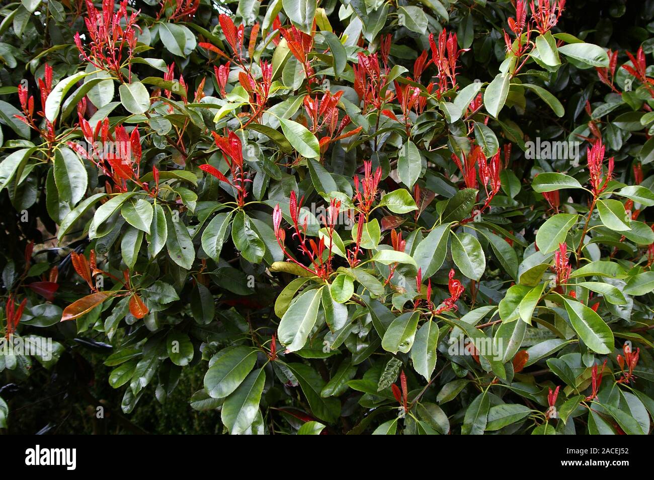 Photinia fraseri 'Birmingham'. Photinia is a genus of about 40-60 ...