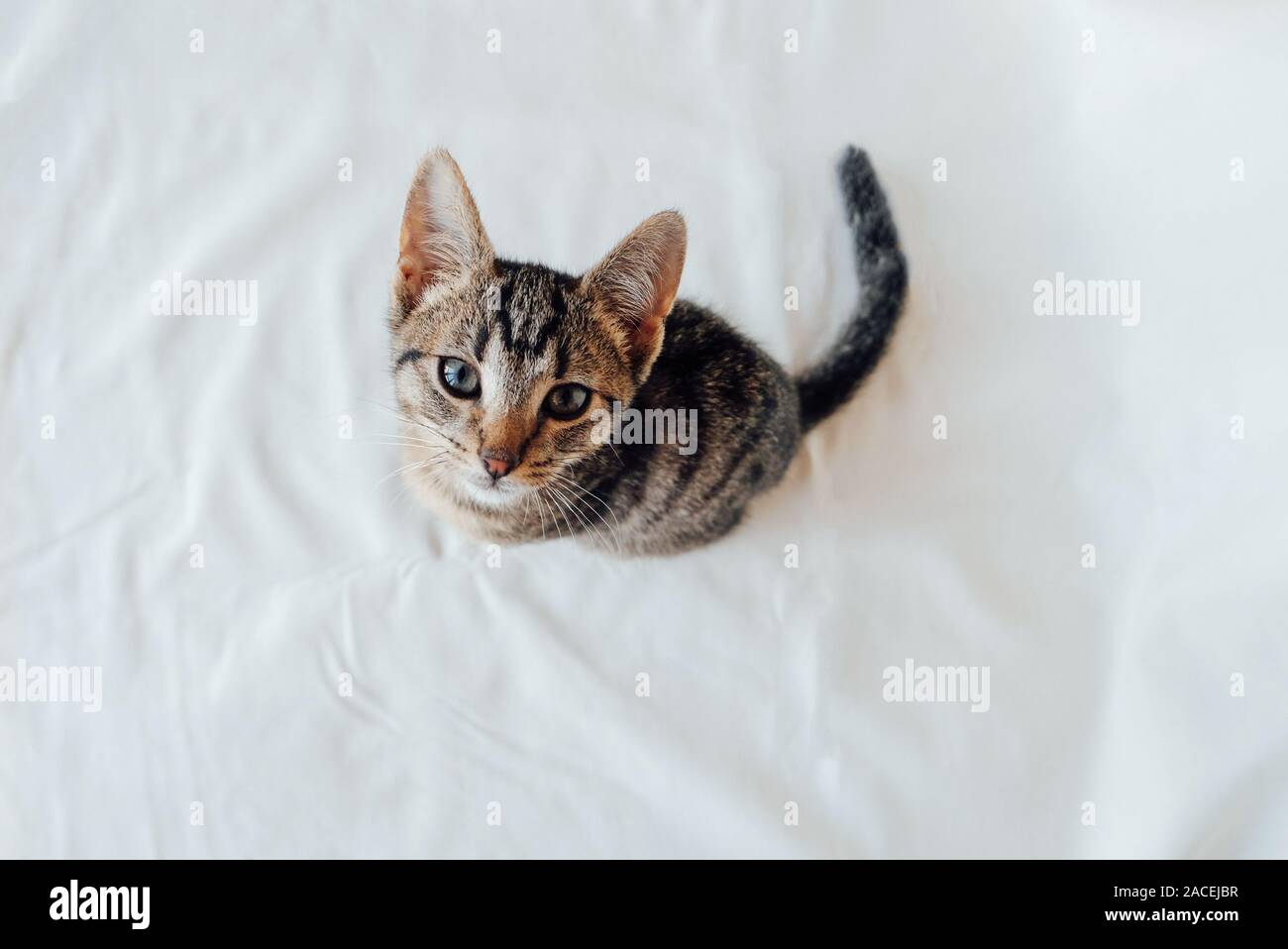 Young European Shorthair Cat Sitting On White Background Top View