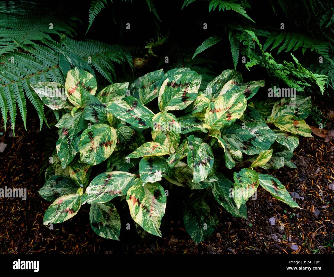 Persicaria virginiana Variegata Group 'Painters Palette' Stock Photo Alamy
