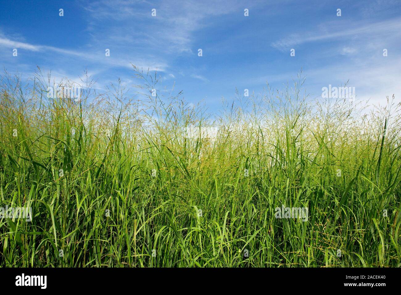 Switchgrass (Panicum virgatum), grown for bioenergy in eastern Nebraska