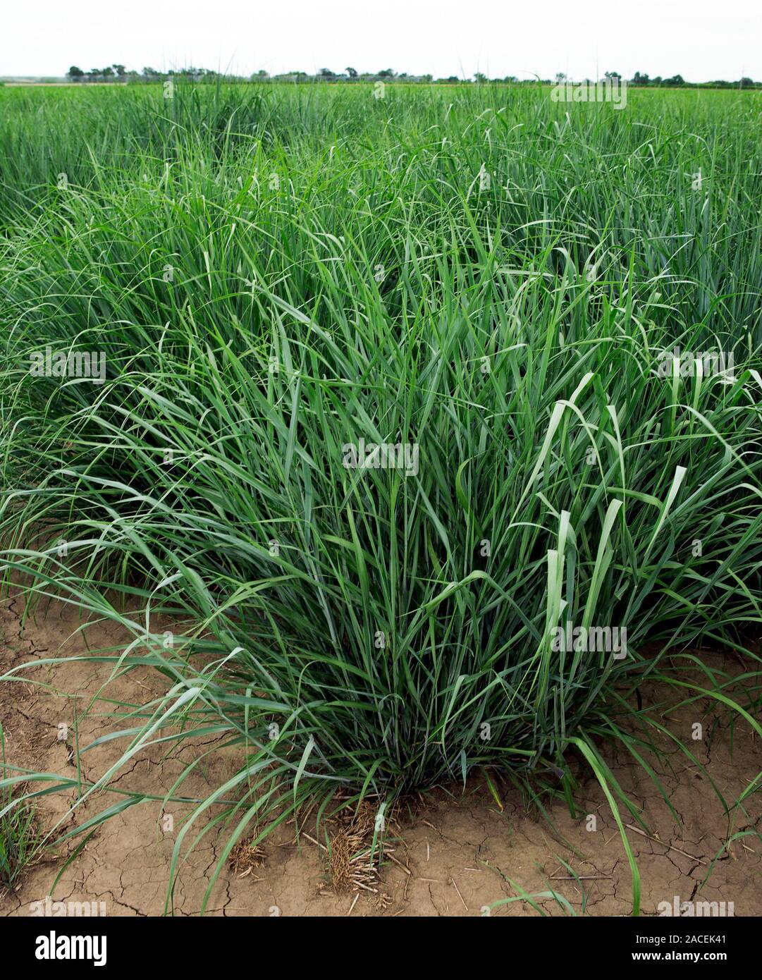 Switchgrass (Panicum virgatum). Switchgrass is a good candidate for