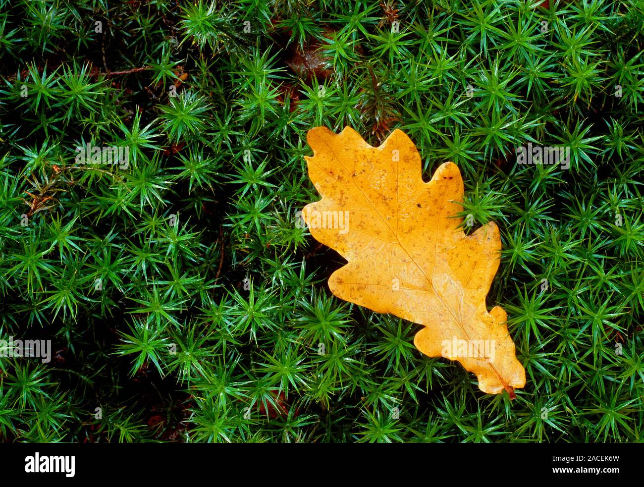 Quercus sp. Fallen oak leaf on Sphagnum moss. Stock Photo