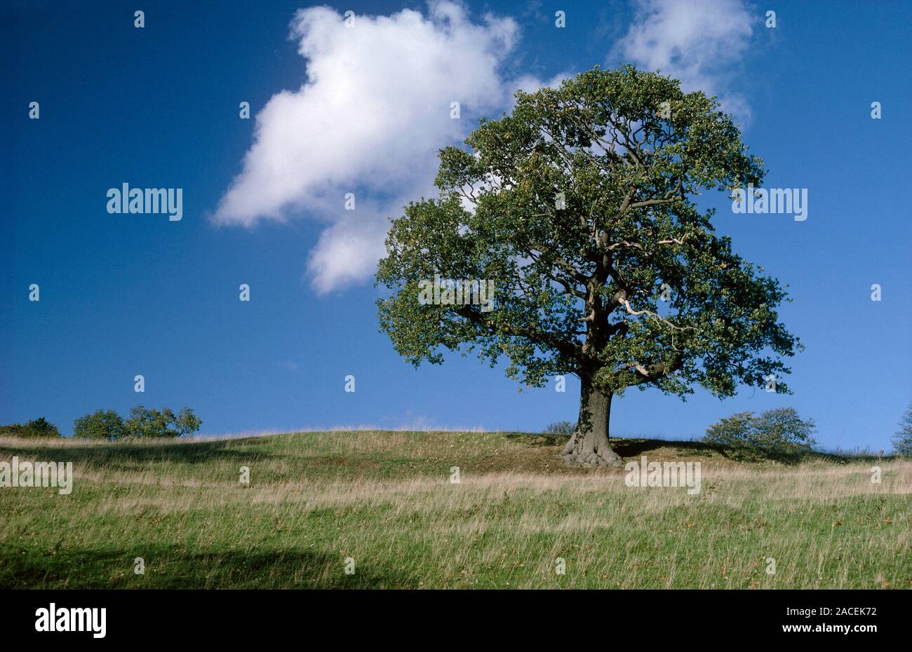 English oak (Quercus robur). Mature specimen tree on horizon Stock