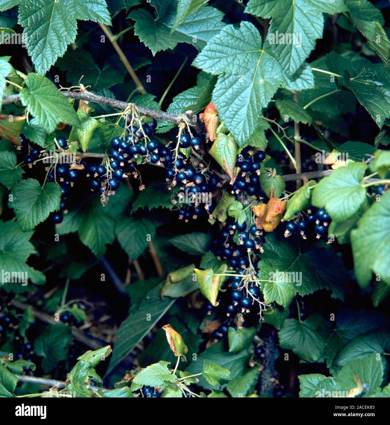 Ribes nigrum 'Tor Cross'. Closeup of blackcurrants on bush. Stock Photo