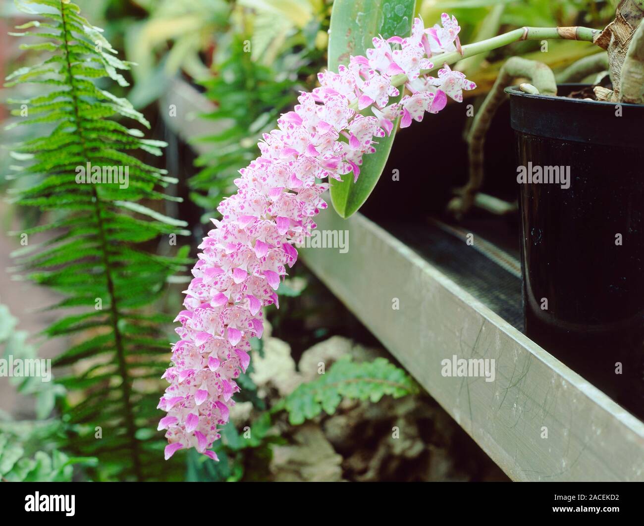 Rhynchostylis retusa. Pink flowered orchid. Stock Photo