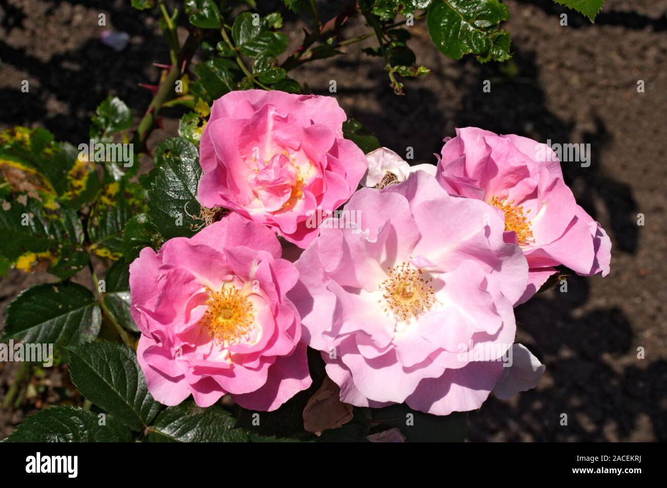 Rose (Rosa 'Pink Robusta') flowers Stock Photo - Alamy