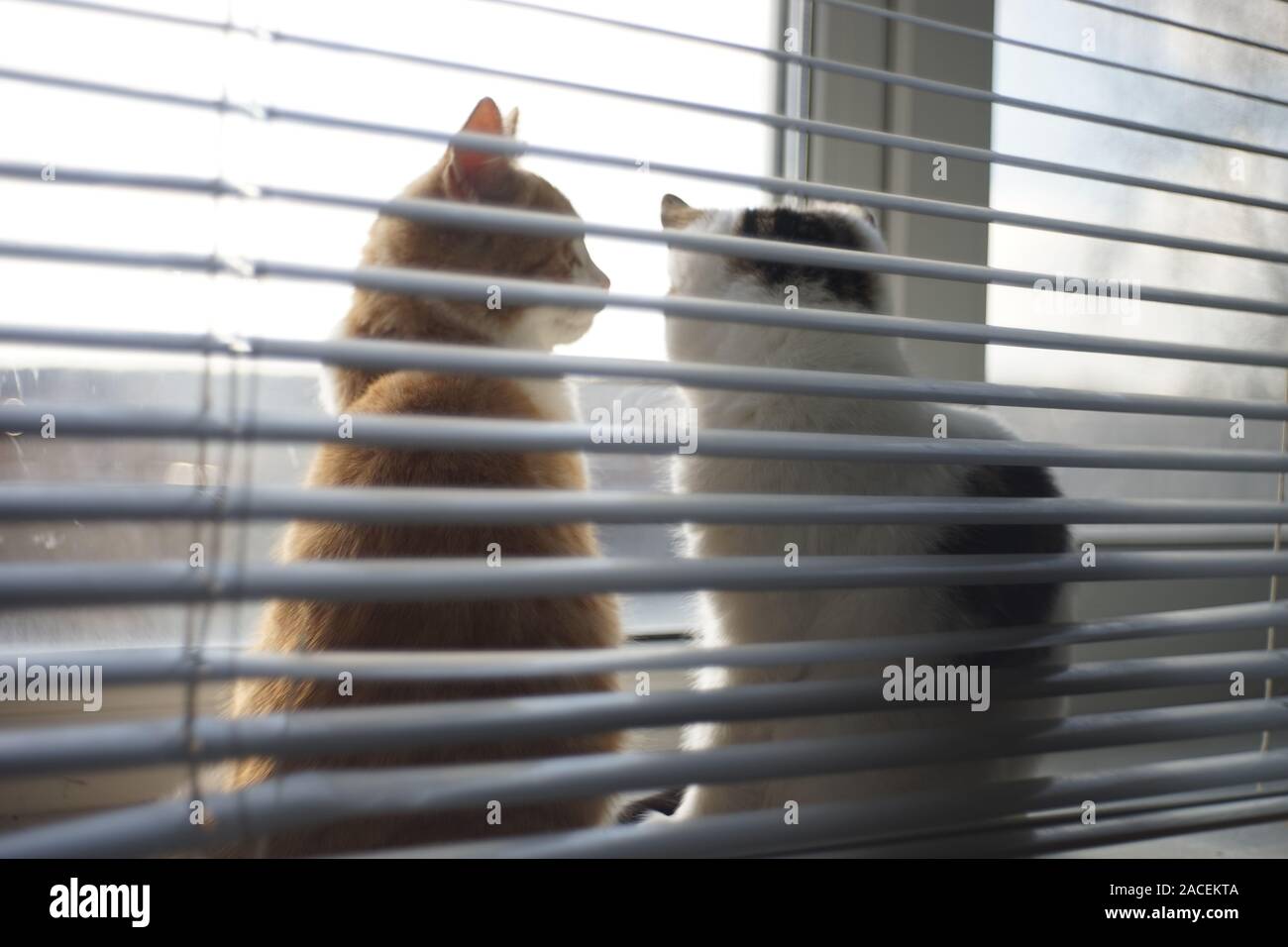 Two kittens rest on a sunny windowsill with blinds, soft blurred photo. Stock Photo