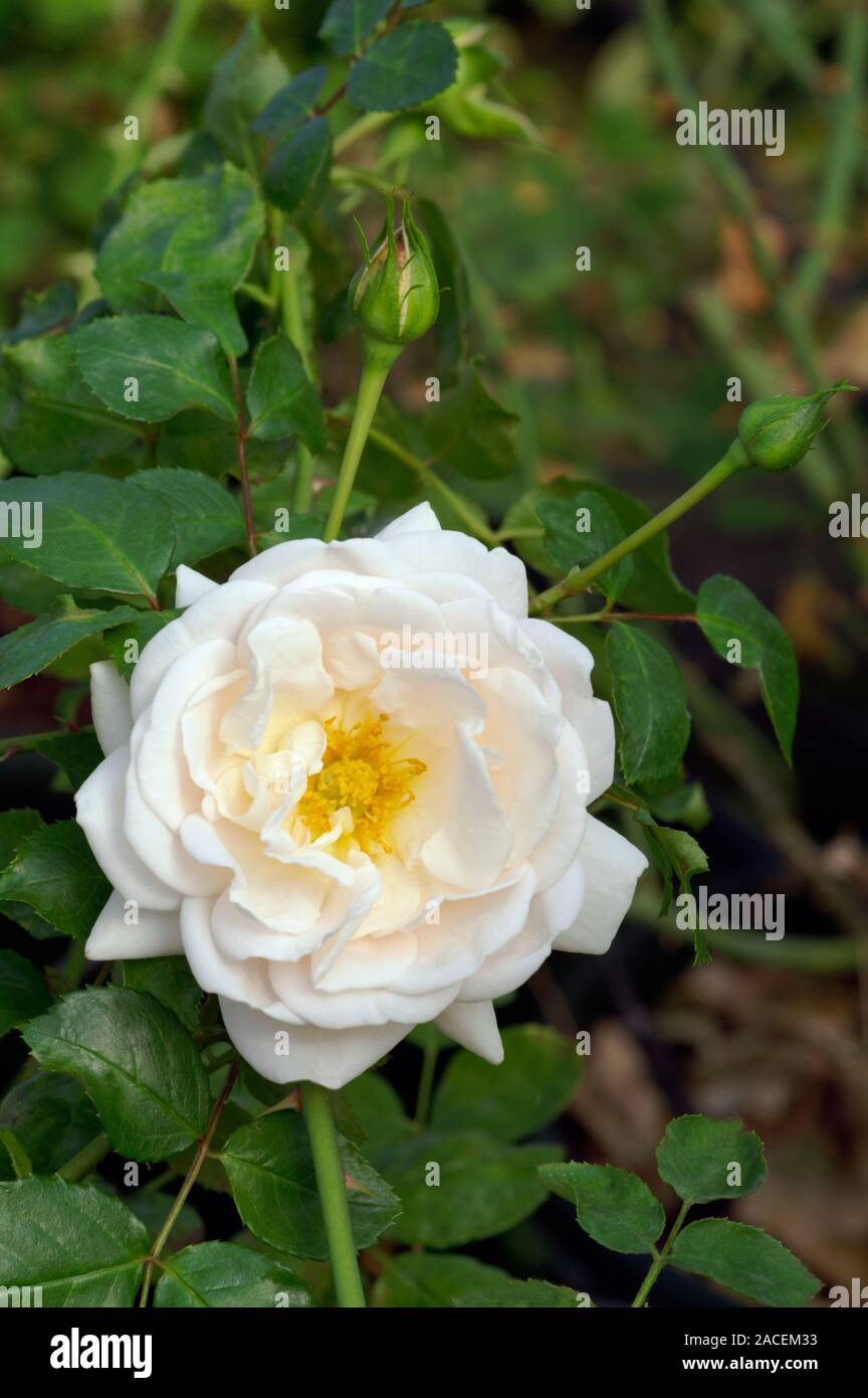 Hybrid tea rose (Rosa 'Martine Guillot') flower Stock Photo - Alamy