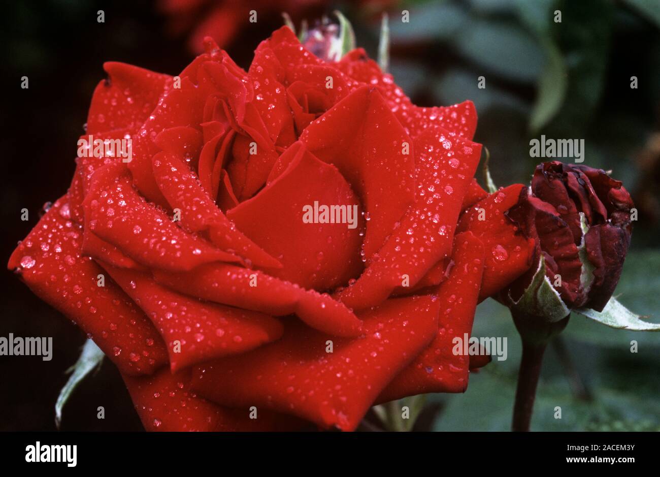 Rose (Rosa 'Ingrid Bergman' Stock Photo Alamy