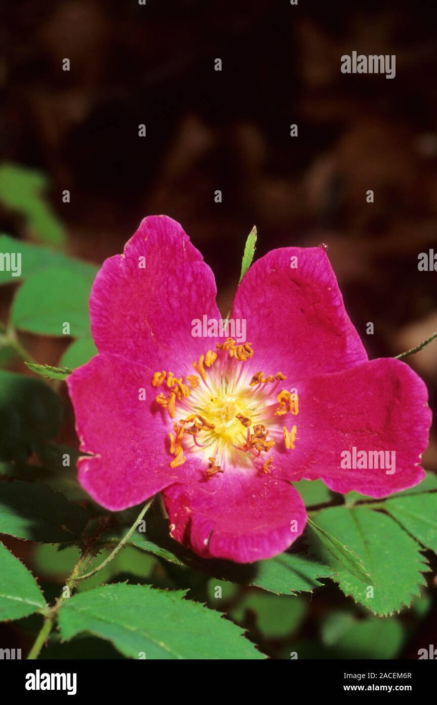 Alpine rose flower (Rosa pendulina Stock Photo - Alamy