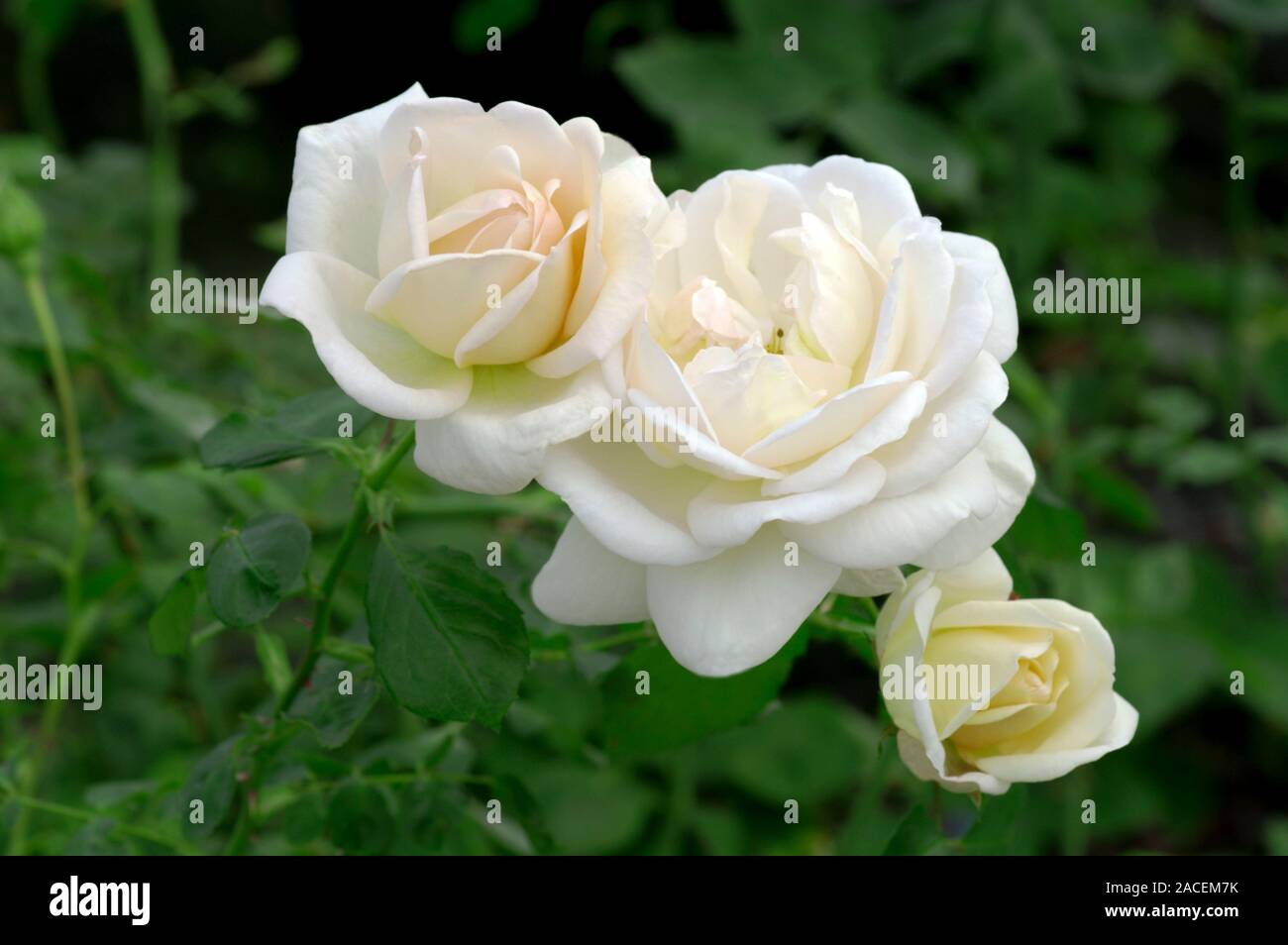 Hybrid tea rose (Rosa 'Martine Guillot' Stock Photo - Alamy