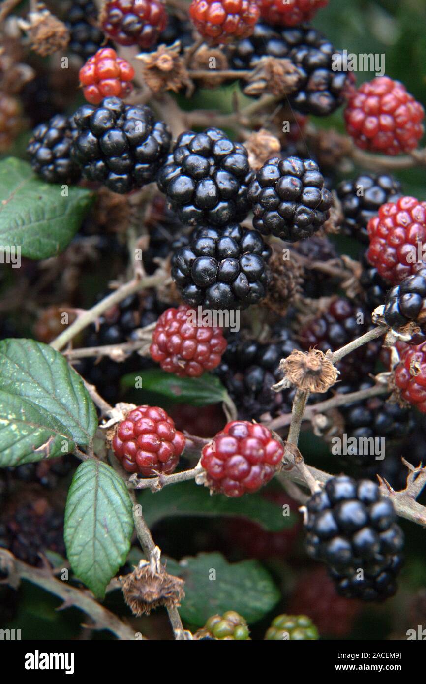 Close up of wild blackberries ripening on the bush. Stock Photo