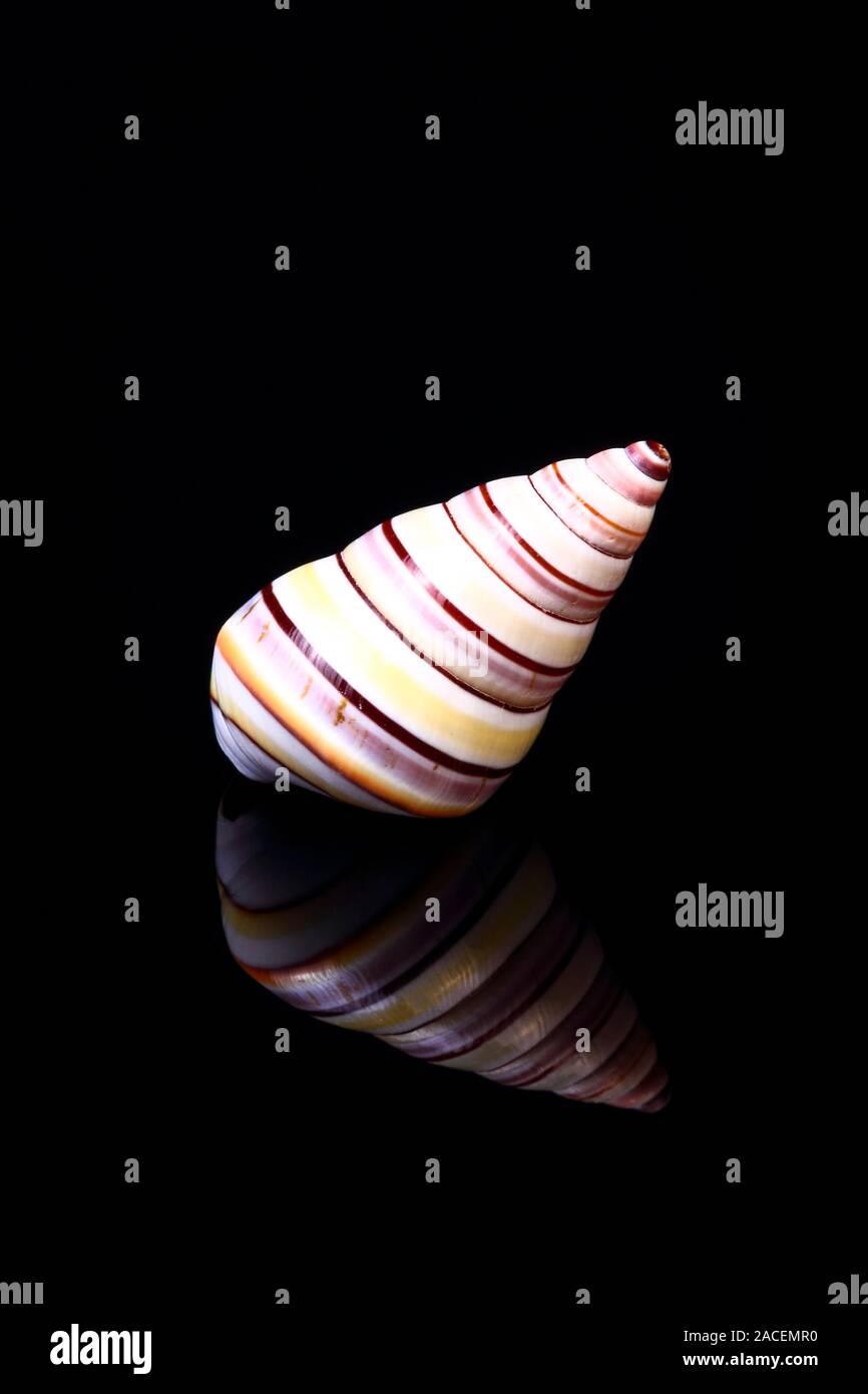 California Soldier Shell isolated on black glass with reflection Stock Photo