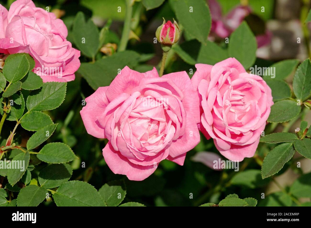 Bourbon rose (Rosa 'Setina' Stock Photo Alamy