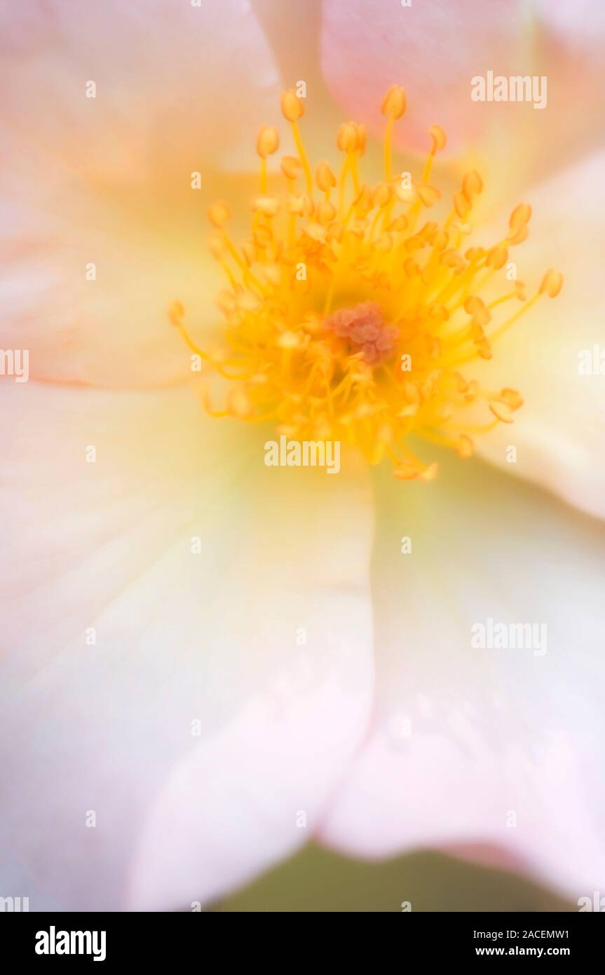Rose flower (Rosa sp.). Closeup of the reproductive parts of a rose