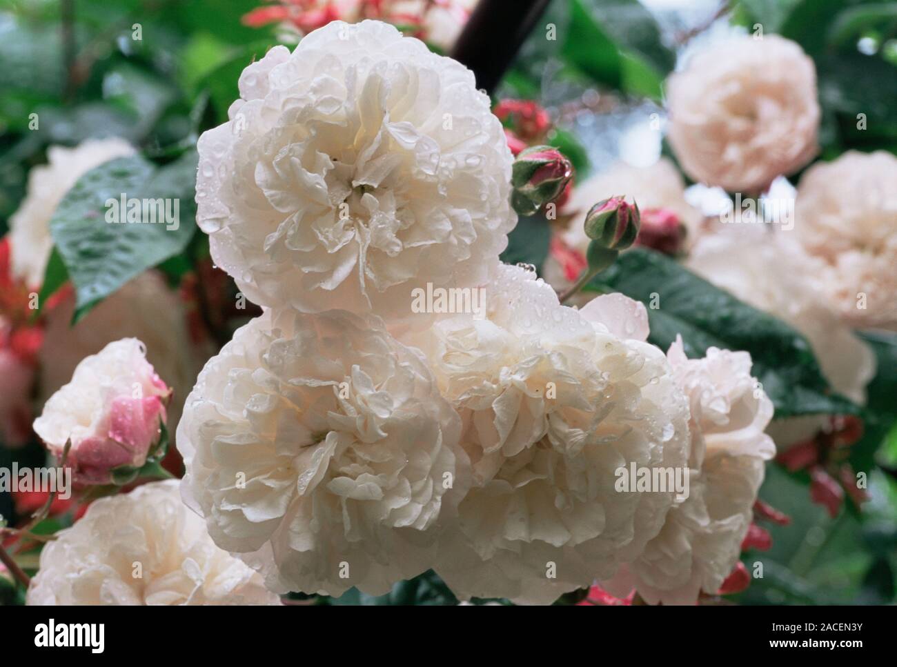 Climbing rose (Rosa 'Felicite et Perpetue' Stock Photo Alamy