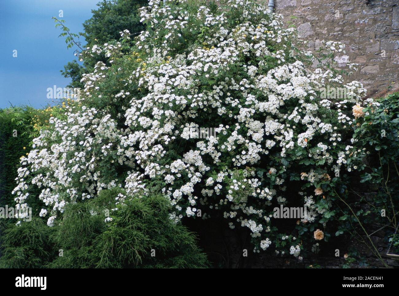 Climbing rose (Rosa 'Rambling Rector'), white and yellow clematis ...