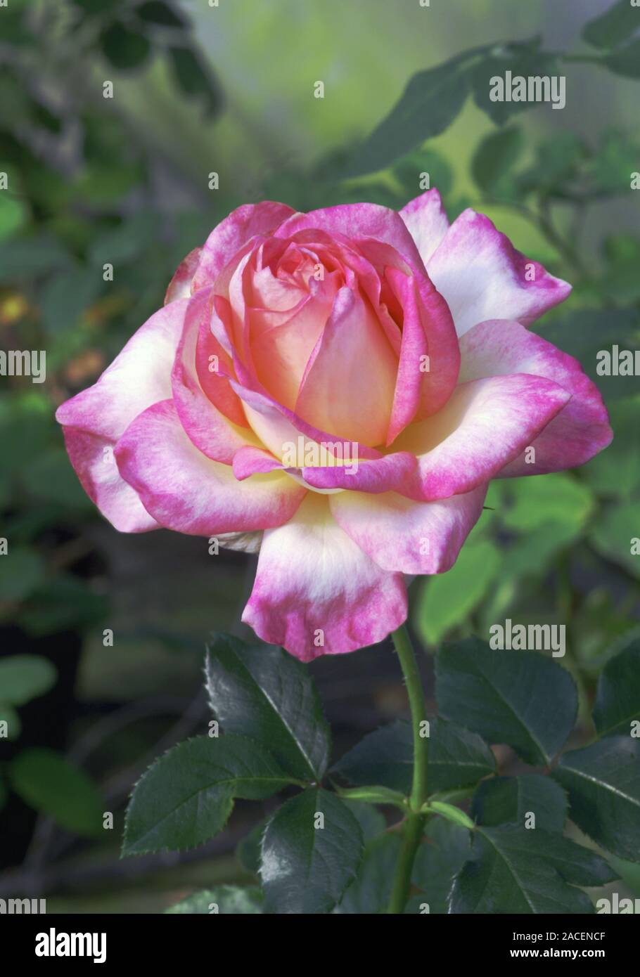 Hybrid tea rose flower (Rosa 'Trade Winds' Stock Photo - Alamy