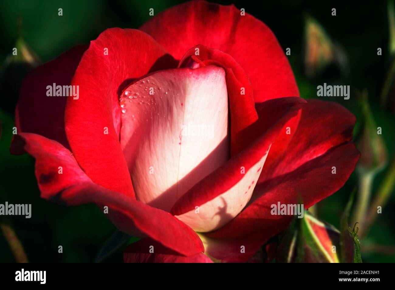 Mcgredy Roses Floribunda rose flower (Rosa 'Molly McGredy'). Photographed in the UK ...