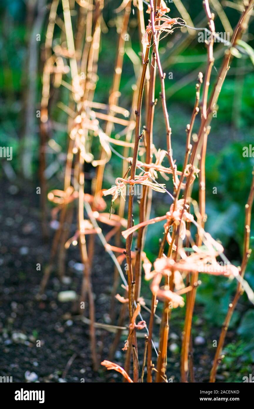 Young raspberry canes (Rubus sp.) tied to wire supports Stock Photo Alamy