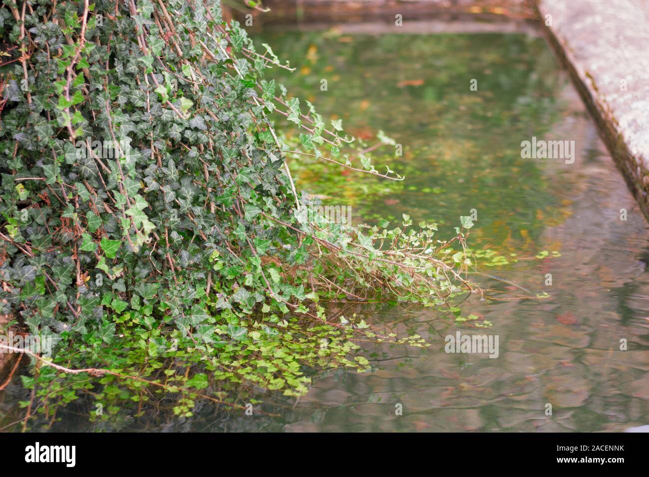 green leaf vine on stone fountain with water Stock Photo