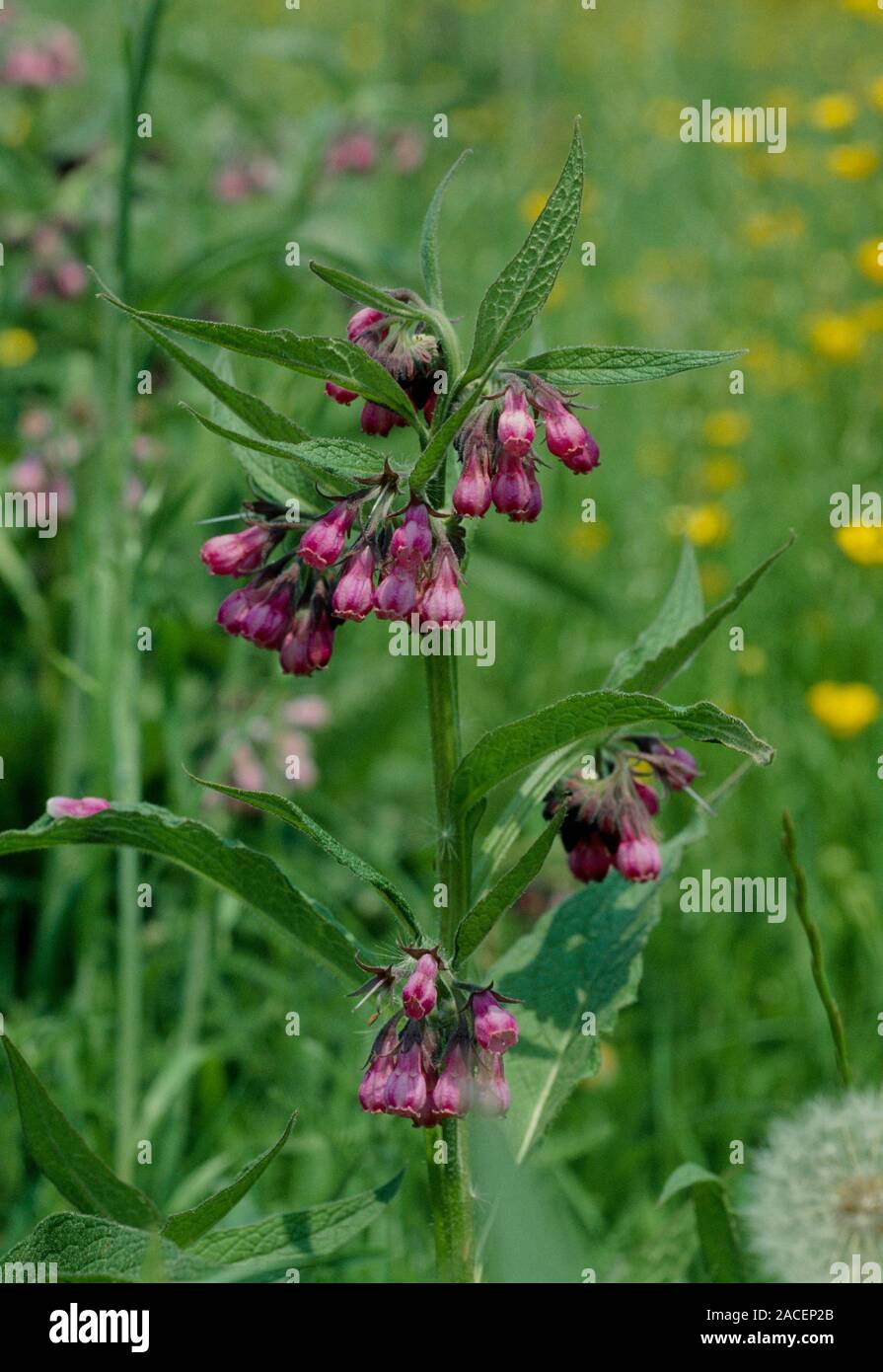 Common comfrey (Symphytum officinale). Closeup of flowers Stock Photo ...