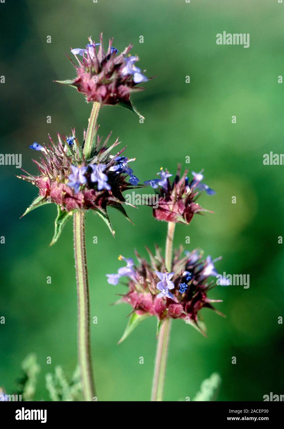 Chia (Salvia columbariae). Flowering inflorescences Stock Photo - Alamy