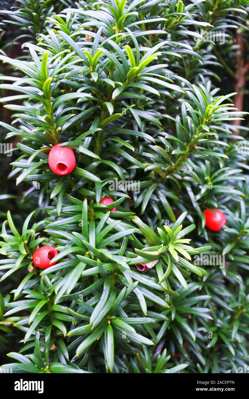 Close-up of a common Yew tree complete with red berries - John Gollop Stock Photo