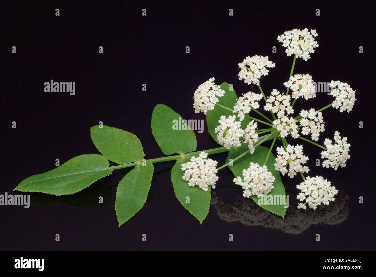 Skirret (Sium sisarum) flowers and leaves. The tubers of the this plant