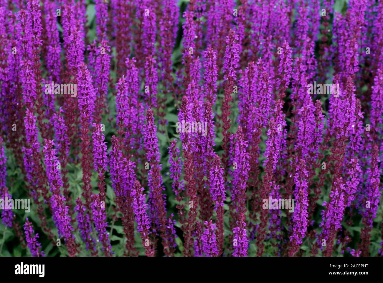 Sage flowers (Salvia nemorosa Stock Photo Alamy