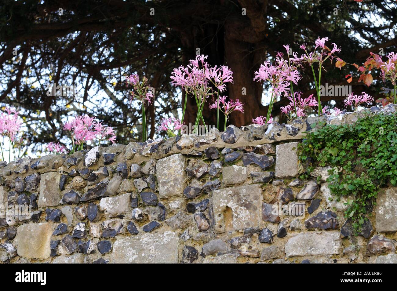 pink flowers of crinum at a wall of limestone and flintstones in autumn in Kent, England Stock Photo