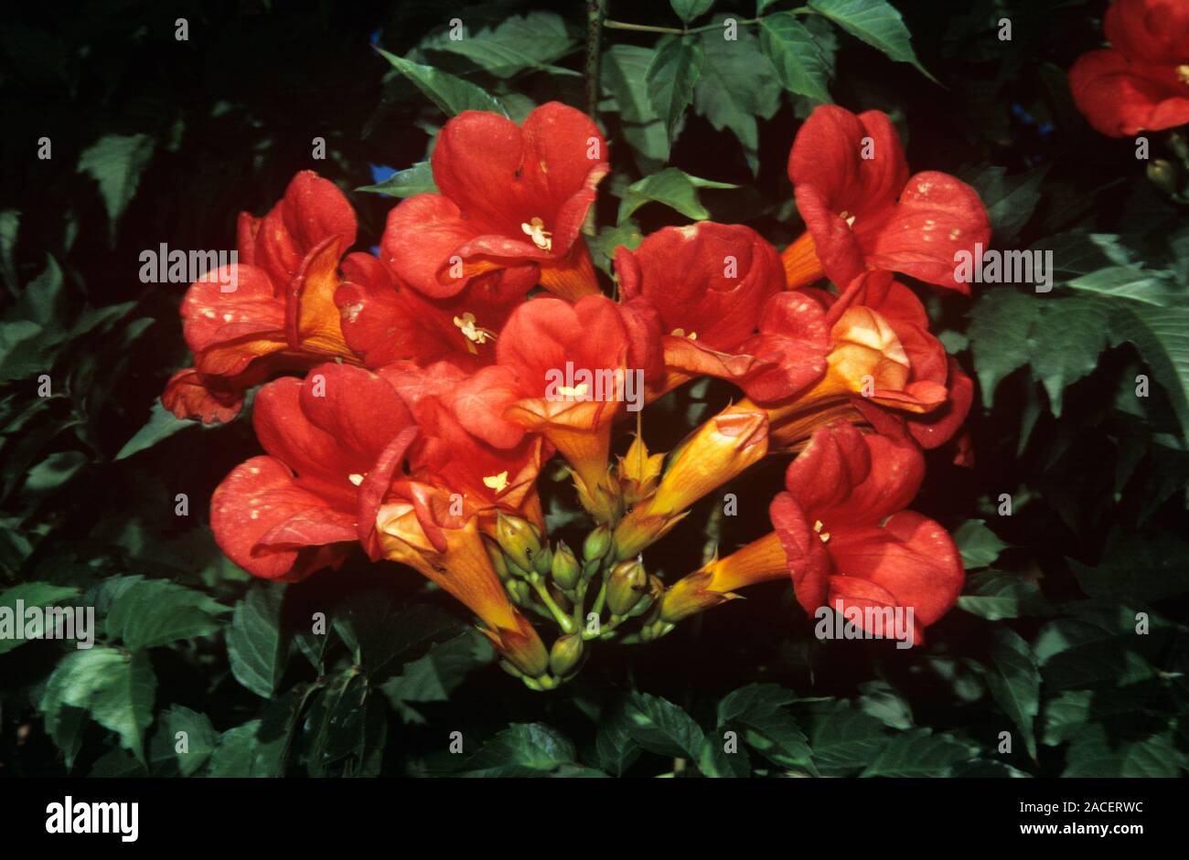 Tecoma (Tecoma grandiflora) flowers Stock Photo - Alamy