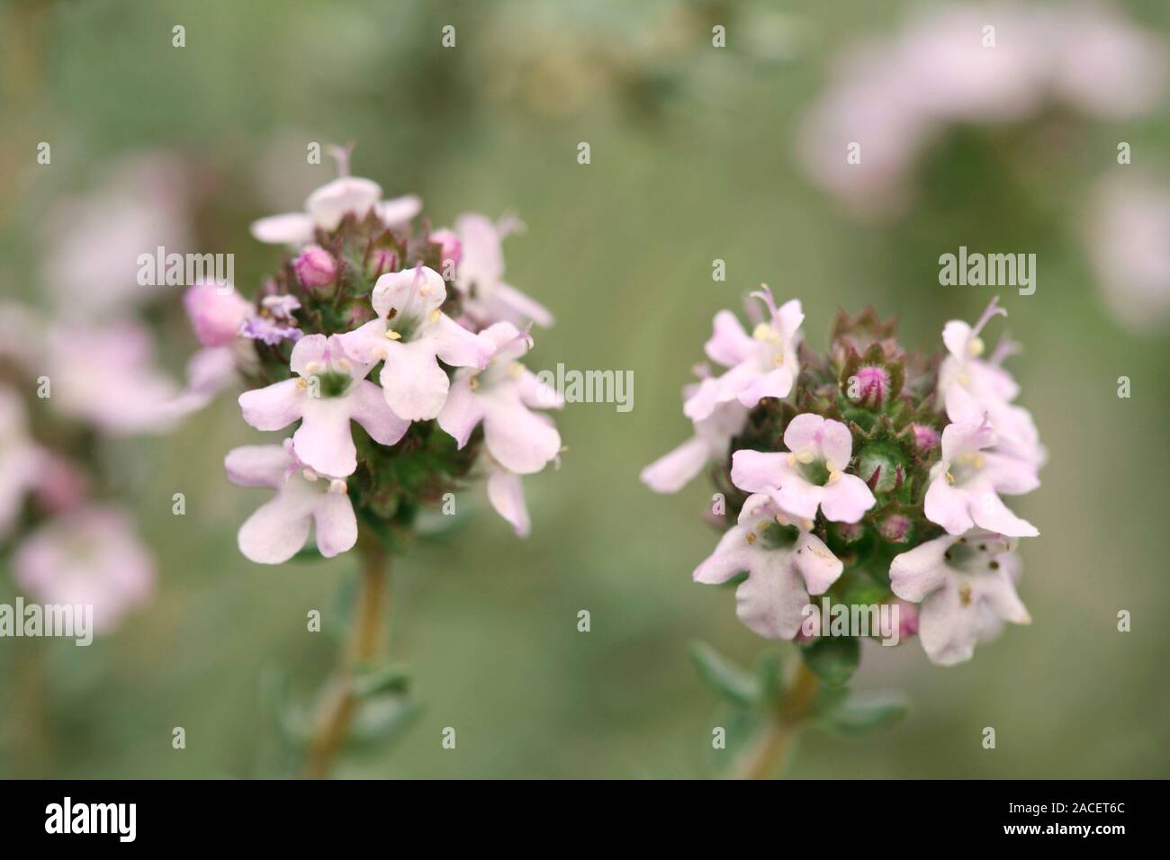 Common thyme flowers (Thymus vulgaris). Photographed in Provence