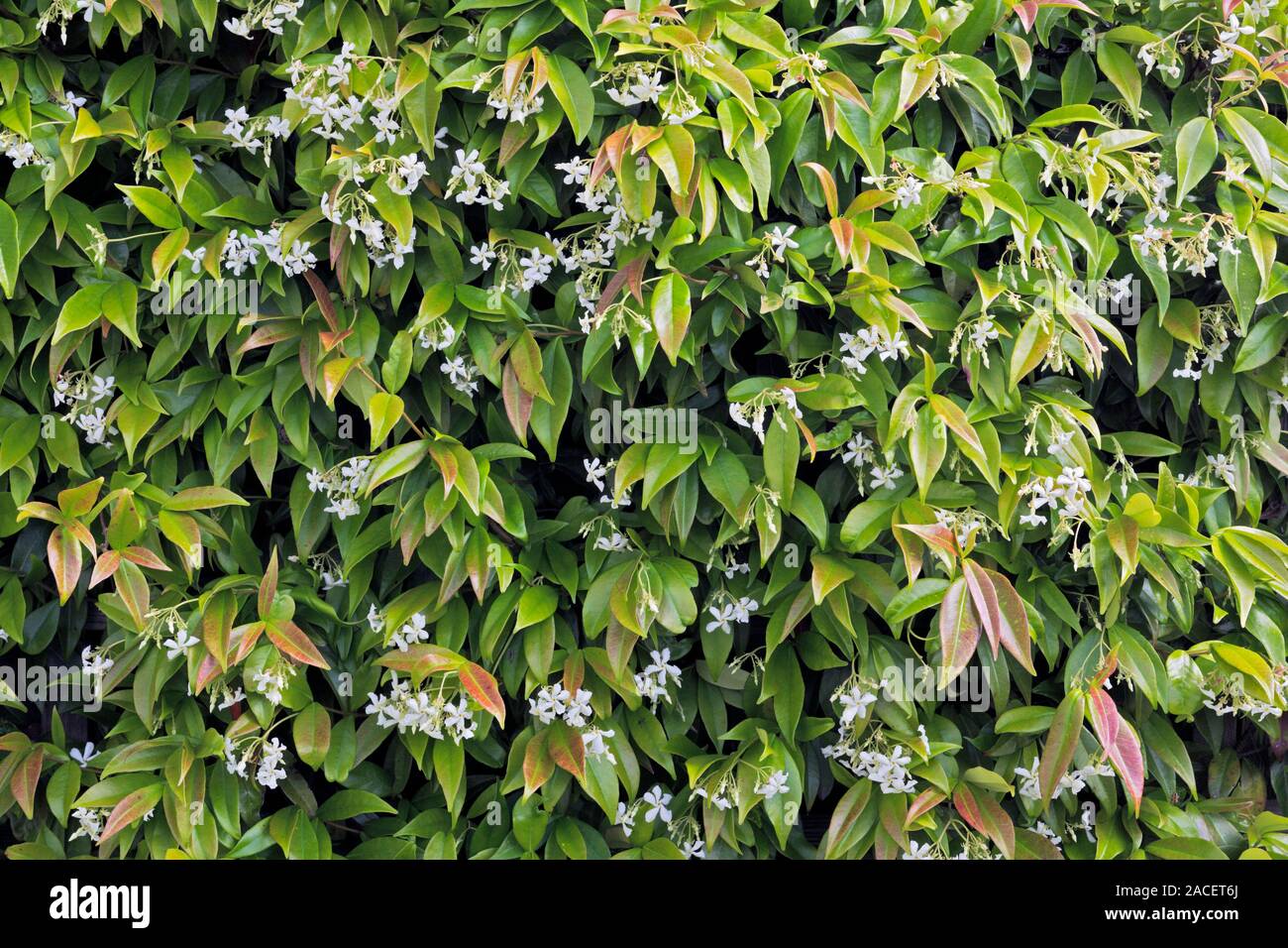Confederate jasmine (Trachelospermum jasminoides Stock Photo Alamy