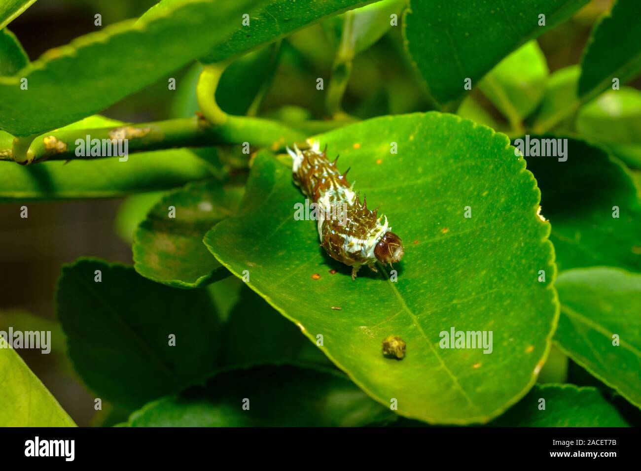 Citrus Swallowtail Caterpillar Stock Photo Alamy