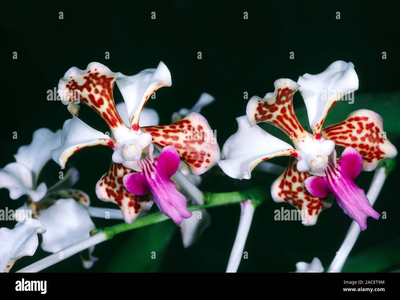 Vanda tricolor. Close up of flowers of exotic orchid monopodial ...