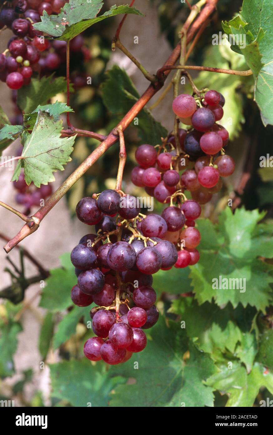 Vitis vinifera ALADDIN. Red grapes on vine Stock Photo - Alamy